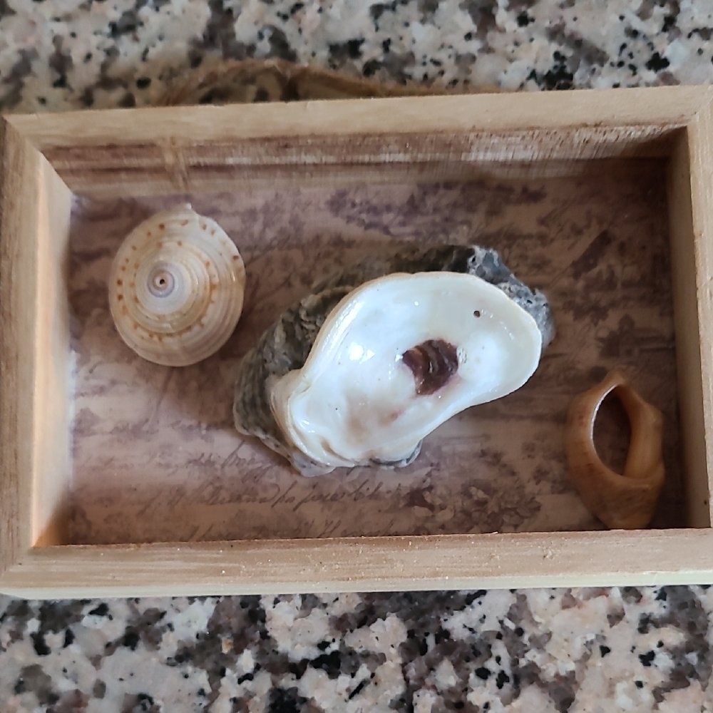 Decorative Seashell Shadow Box